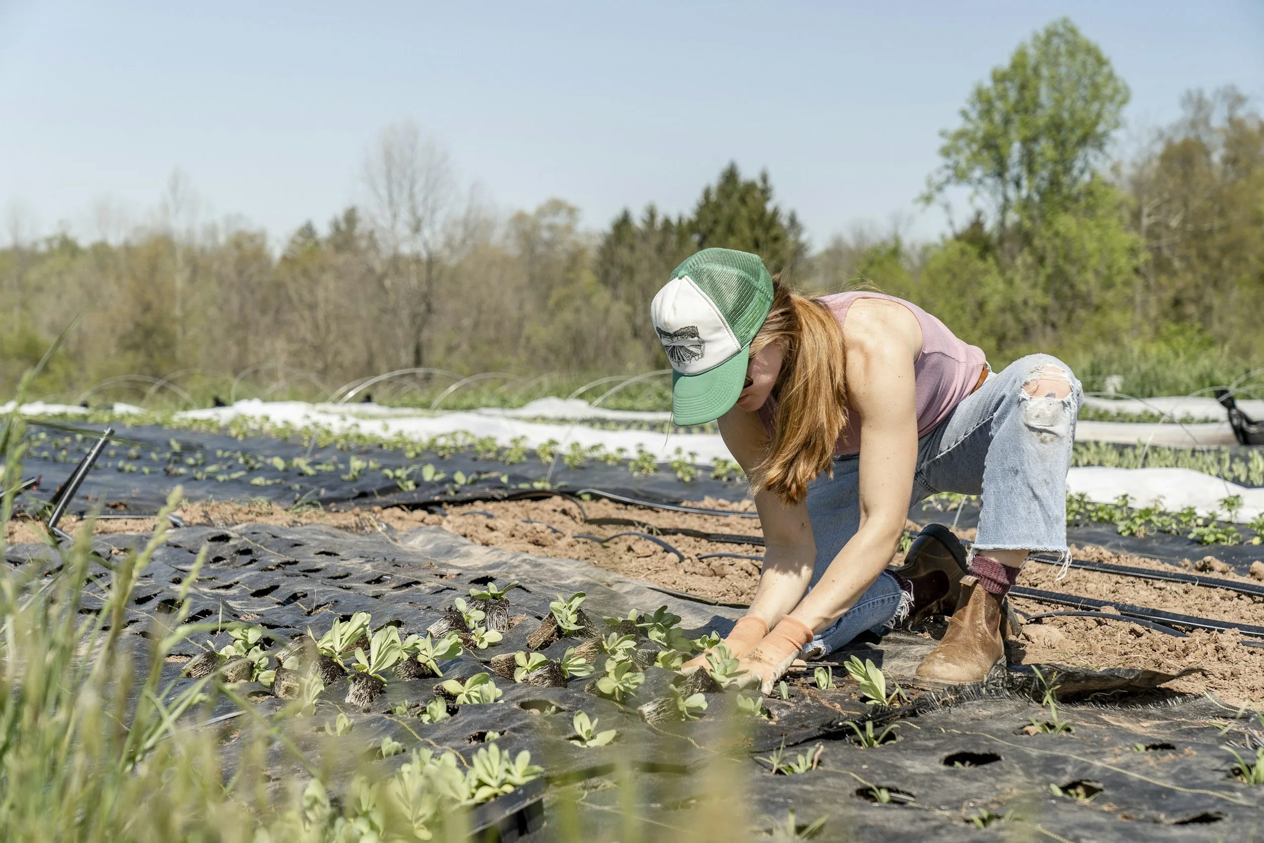 A grower in a cap kneeling to plant seedlings along rows of black plastic mulch, with a treeline behind.